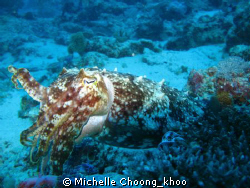Cuttlefish, cornered but poised ( I rather liked the dram... by Michelle Choong_khoo 